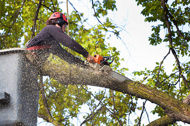 Best Professional Tree Care  in Wingdale, NY